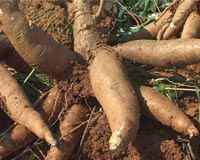 cassava